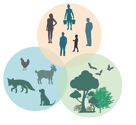 Triple Venn diagram - one circle with animals, one circle with people, and one circle with the environment